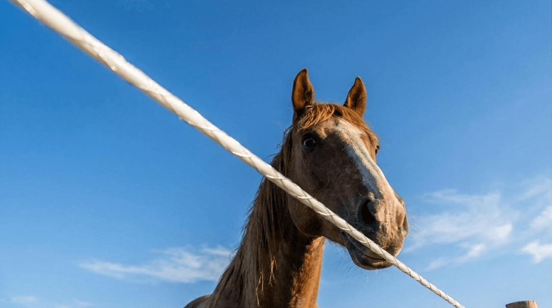 Pferd an gut gespanntem Elektrozaun mit Weidezaunseil